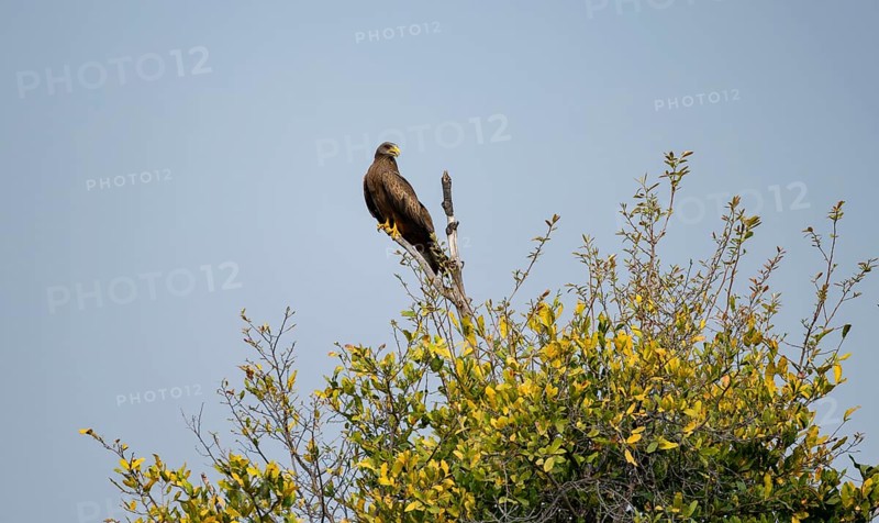 Black Kite (Milvus migrans) sitting on a branch against a blue sky, Xakanaxa, Okavango Delta, Moremi Game Reserve, Botswana
