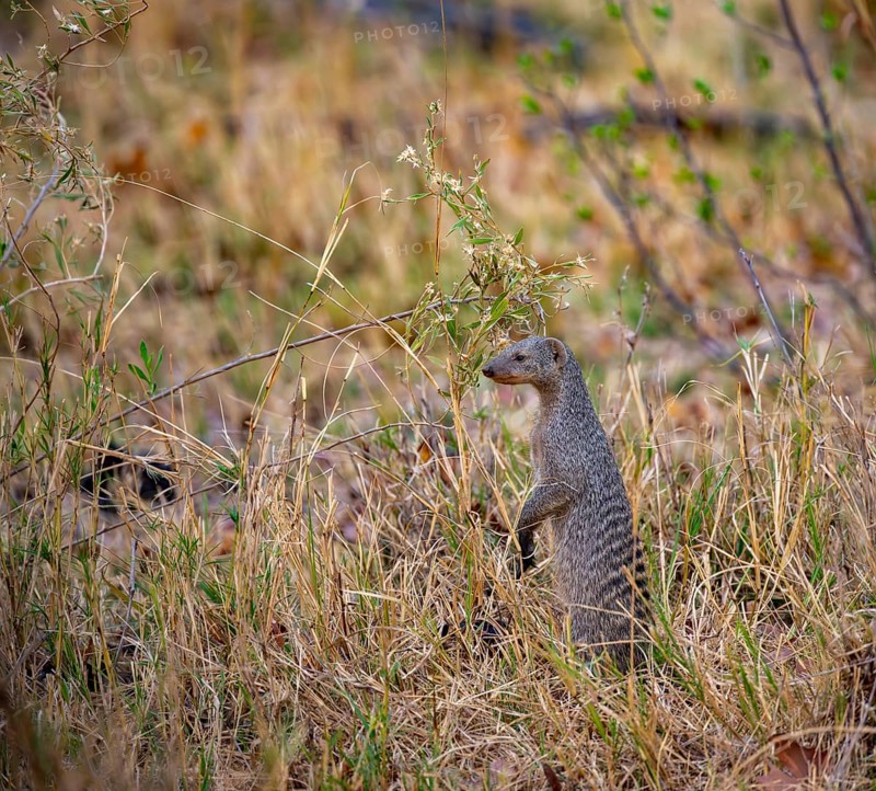 Zebra mongoose (Mungos mungo) standing upright, Xakanaxa, Okavango Delta, Moremi Game Reserve, Botswana
