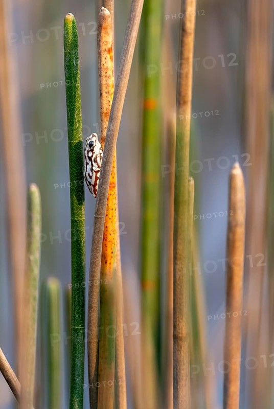 Marble reed frog (Hyperolius marmoratus), white patterned frog sitting on a papyrus, Xakanaxa Lagoon, Okavango Delta, Moremi Game Reserve, Botswana