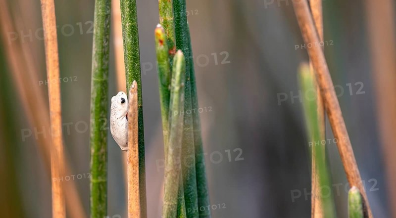 Marble reed frog (Hyperolius marmoratus), white frog sitting on a papyrus, Xakanaxa Lagoon, Okavango Delta, Moremi Game Reserve, Botswana