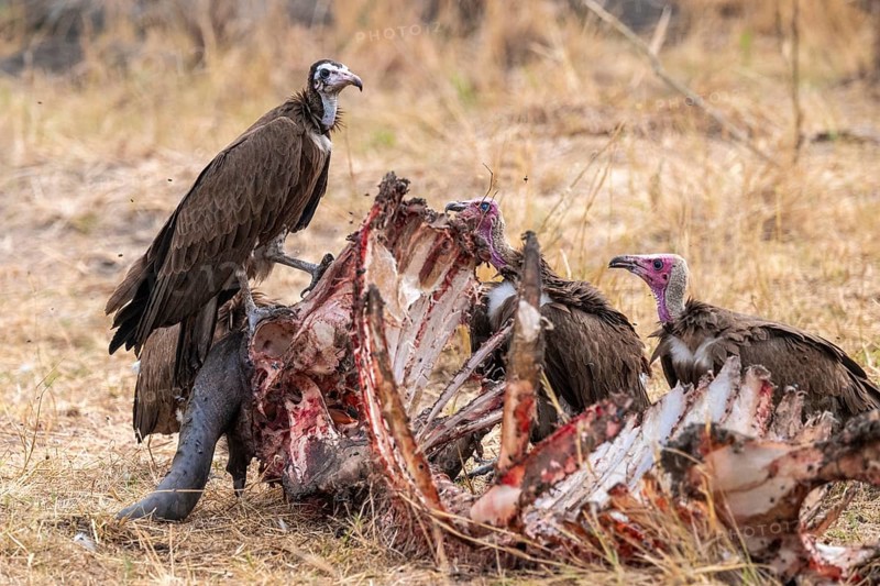 Black-capped vulture (Necrsoyrtes monachus) on a carcass, carrion of a dead buffalo, Xakanaxa, Okavango Delta, Moremi Game Reserve, Botswana