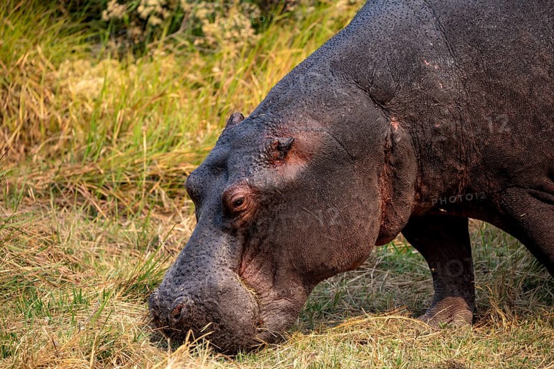 Hippopotamus (Hippopatamus amphibius), grazing in a meadow, animal portrait, Okavango Delta, Moremi Game Reserve, Botswana