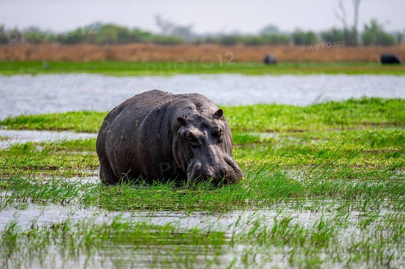 Hippopotamus (Hippopatamus amphibius), grazing in the shallow water of a lake, Okavango Delta, Moremi Game Reserve, Botswana