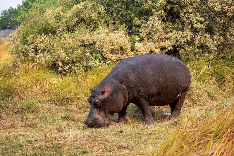 Hippopotamus (Hippopatamus amphibius), grazing in a meadow, Okavango Delta, Moremi Game Reserve, Botswana