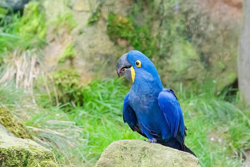 A hyacinth macaw (Anodorhynchus hyacinthinus) sits on a rock lying on a green meadow. Central and eastern South America
