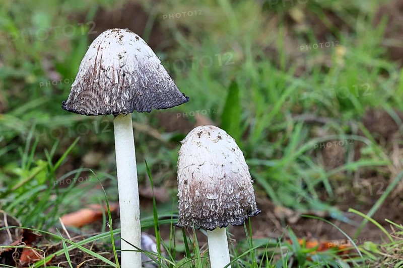 Crested tintling (Coprinus comatus), at the edge of the forest, fruiting body with cap, close-up, Wilnsdorf, North Rhine-Westphalia, Germany