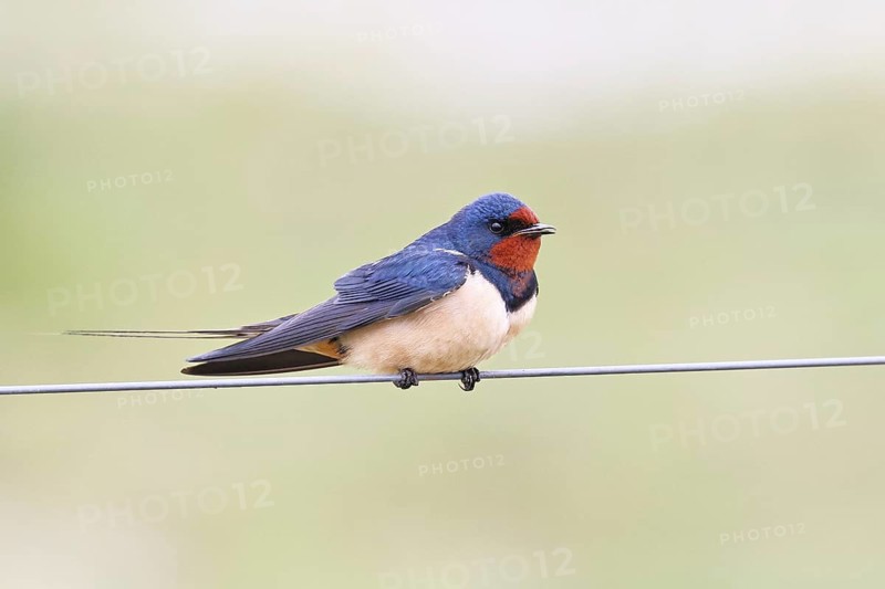 Barn Swallow (Hirundo rustica) sitting on a pasture fence, wildlife, animals, birds, swallows, migratory bird, Ochsenmoor, Dümmer See nature park Park, Hüde, Lower Saxony, Germany