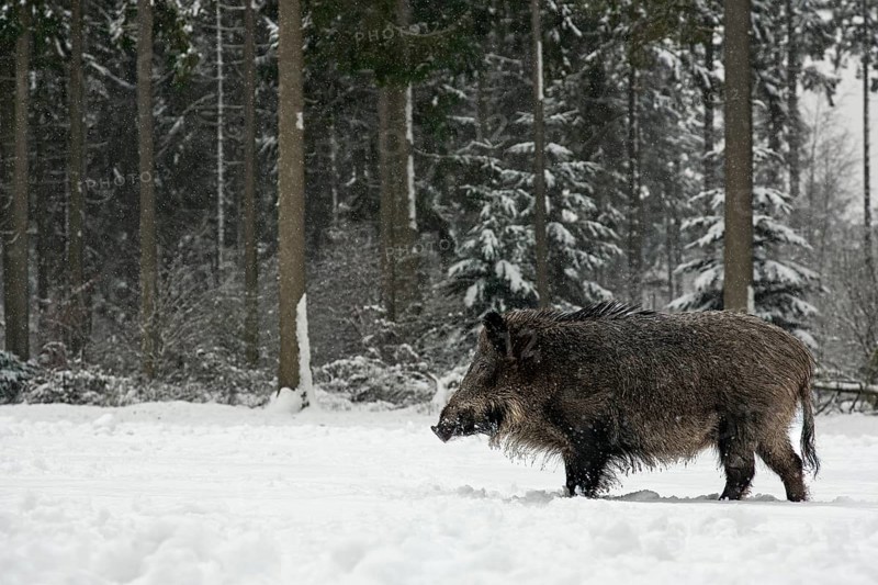 While it is snowing, a wild boar (Sus scrofa) searches for food in a snow-covered forest meadow, winter, Germany