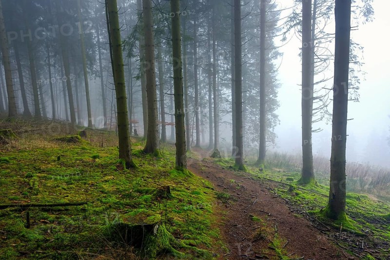 Winterberg, Sauerland, North Rhine-Westphalia, Germany - cloud forest on the hiking trail Sweden-Steig W1, forest near Winterberg-Schmallenberg, spruces in fog, moss on the forest floor