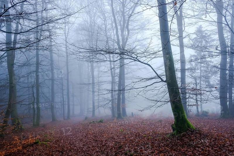 Winterberg, Sauerland, North Rhine-Westphalia, Germany - cloud forest on the Sweden-Steig W1 hiking trail, forest near Winterberg-Schmallenberg, bare trees in fog, leaves lying on the forest floor