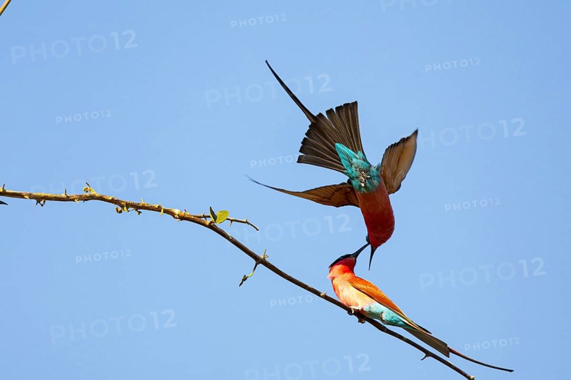 Carmine Bee-eater (Merops nubicus) South Luangwa NP Zambia August