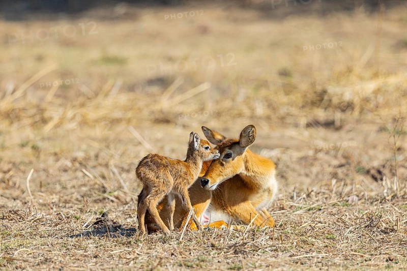 Puku (Kobus vardoni) female with new born fawn Zambia August