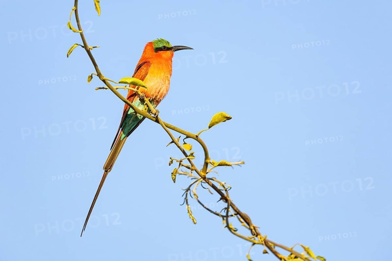Carmine Bee-eater (Merops nubicus) South Luangwa NP Zambia August
