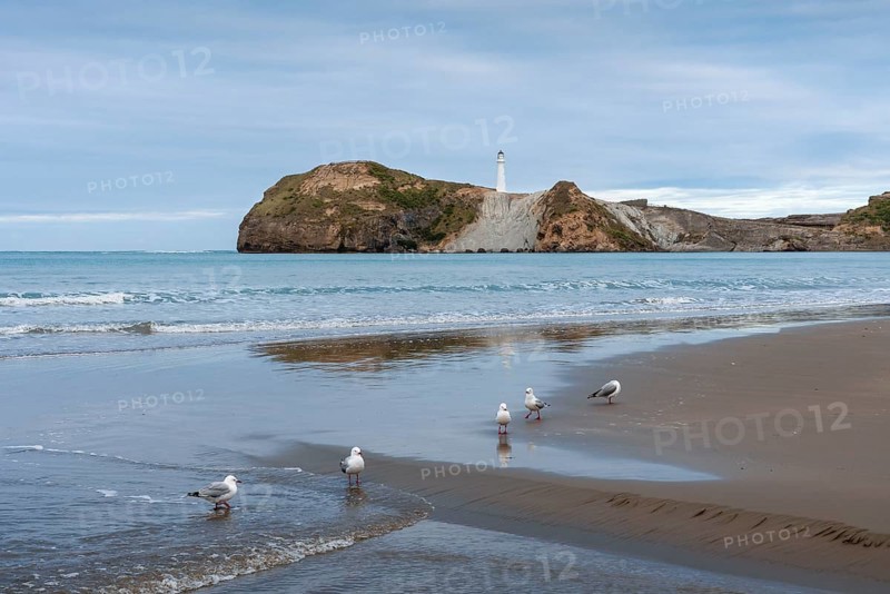 Castlepoint Beach with lighthouse on the rock, seagulls on the beach. Castlepoint, Wairarapa Coast, Wellington Region, North Island, New Zealand