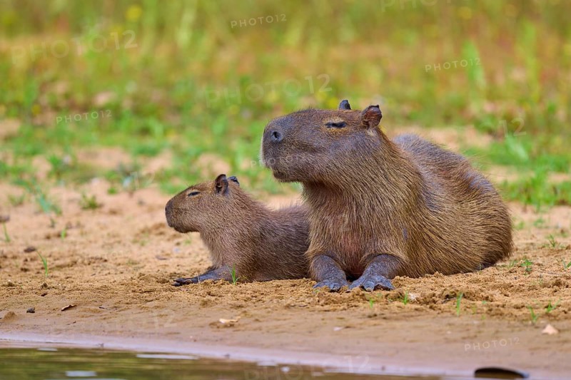 Two capybaras lie on the riverbank and enjoy the peaceful nature, Capybara, capybara (Hydrochoerus hydrochaeris), Rio Negro, Pantanal, UNESCO Biosphere Reserve, Mato Grosso, Brazil