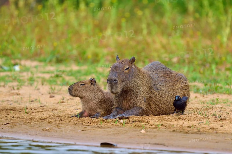 Capybaras lying quietly on the bank, bird near them, Capybara, capybara (Hydrochoerus hydrochaeris), giant cowbird (Molothrus oryzivorus), Rio Negro, Pantanal, UNESCO Biosphere Reserve, Mato Grosso, Brazil