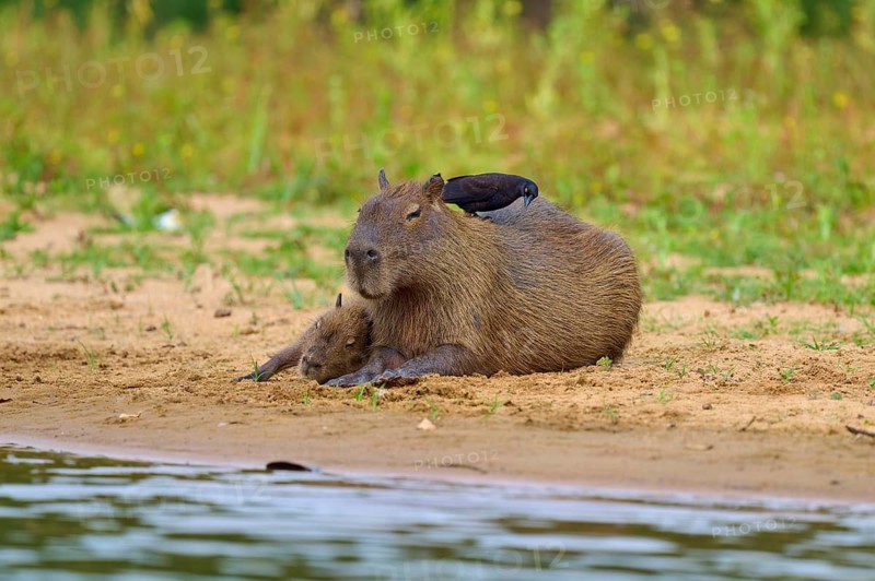 Capybara with closed eyes on the bank, the bird is sitting on its back, Capybara, capybara (Hydrochoerus hydrochaeris), giant cowbird (Molothrus oryzivorus), Rio Negro, Pantanal, UNESCO Biosphere Reserve, Mato Grosso, Brazil