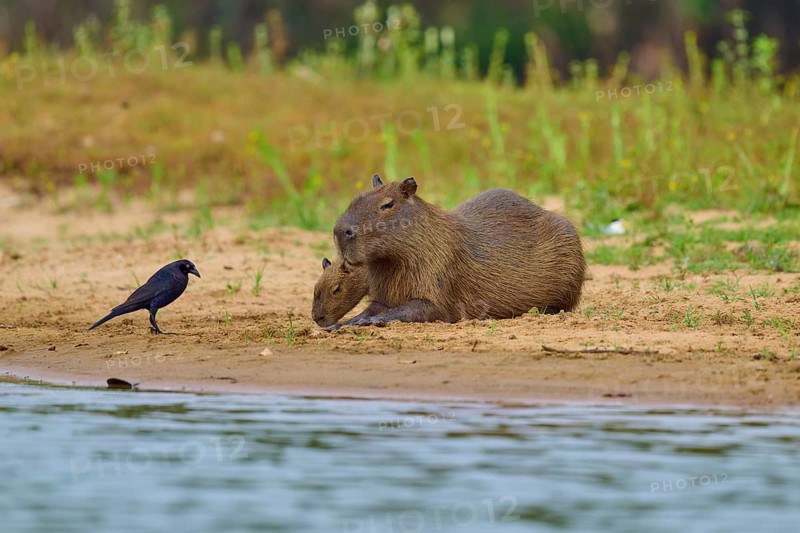Two capybaras lying on the riverbank next to a bird, surrounded by green vegetation, Capybara, capybara (Hydrochoerus hydrochaeris), giant cowbird (Molothrus oryzivorus), Rio Negro, Pantanal, UNESCO Biosphere Reserve, Mato Grosso, Brazil