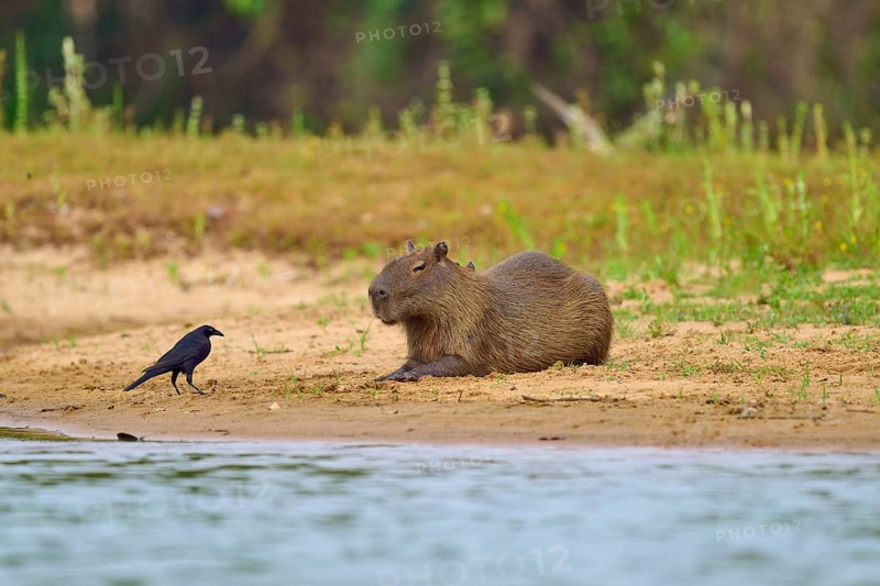A capybara lying next to a bird on the riverbank in a natural environment, capybara, capybara, capybara (Hydrochoerus hydrochaeris), giant cowbird (Molothrus oryzivorus), Rio Negro, Pantanal, UNESCO Biosphere Reserve, Mato Grosso, Brazil