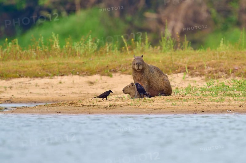 Capybara relaxing on the riverbank with three birds nearby, Capybara, capybara (Hydrochoerus hydrochaeris), giant cowbird (Molothrus oryzivorus), Rio Negro, Pantanal, UNESCO Biosphere Reserve, Mato Grosso, Brazil