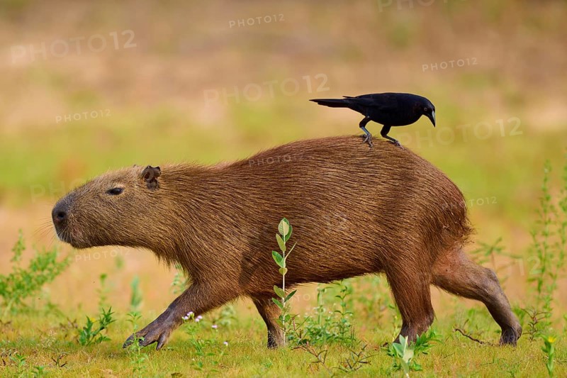 A Capybara with a bird relaxing on the riverbank in a natural environment, Capybara, capybara (Hydrochoerus hydrochaeris), giant cowbird (Molothrus oryzivorus), Rio Negro, Pantanal, UNESCO Biosphere Reserve, Mato Grosso, Brazil