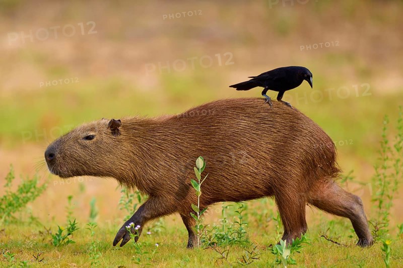A bird sits on a capybara, surrounded by green nature, Capybara, capybara (Hydrochoerus hydrochaeris), giant cowbird (Molothrus oryzivorus), Rio Negro, Pantanal, UNESCO Biosphere Reserve, Mato Grosso, Brazil
