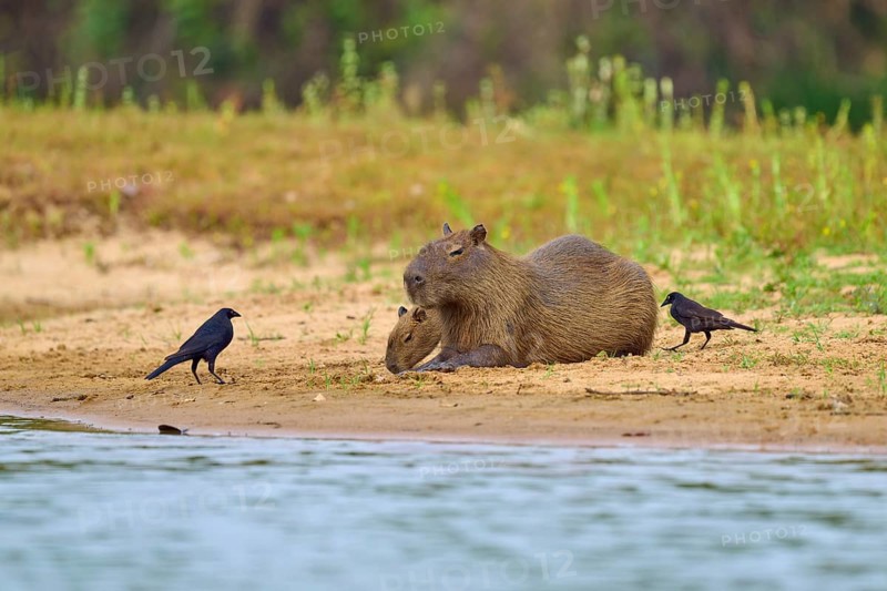 A capybara with a young one and two birds on the riverbank, natural tranquillity, capybara, capybara (Hydrochoerus hydrochaeris), giant cowbird (Molothrus oryzivorus), Rio Negro, Pantanal, UNESCO Biosphere Reserve, Mato Grosso, Brazil