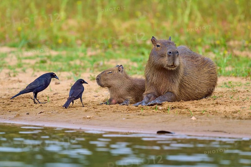 Two birds with Capybara family on the bank, peaceful scenery, Capybara, capybara (Hydrochoerus hydrochaeris), giant cowbird (Molothrus oryzivorus), Rio Negro, Pantanal, UNESCO Biosphere Reserve, Mato Grosso, Brazil