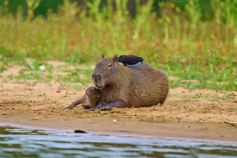 Capybara with bird on the bank, in a relaxed atmosphere, Capybara, capybara (Hydrochoerus hydrochaeris), giant cowbird (Molothrus oryzivorus), Rio Negro, Pantanal, UNESCO Biosphere Reserve, Mato Grosso, Brazil