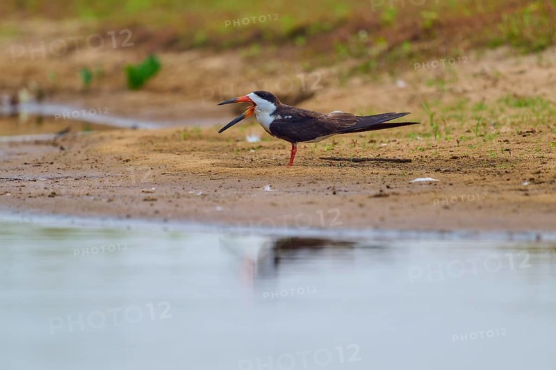 A bird with its beak wide open stands relaxed on the bank of a body of water, Black-mantled Scissorbill (Rynchops niger), Rio Negro, Pantanal, UNESCO Biosphere Reserve, Mato Grosso, Brazil