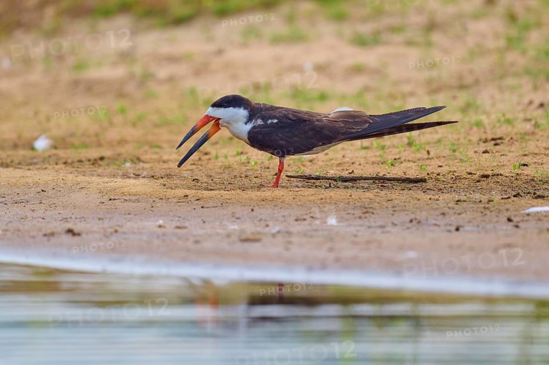 A bird with an open beak stands on the bank of a body of water in a tranquil scene, Black-mantled Scissorbill (Rynchops niger), Rio Negro, Pantanal, UNESCO Biosphere Reserve, Mato Grosso, Brazil