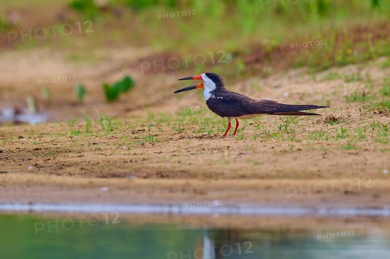 A bird with an open beak stands on a sandy bank in a natural environment, Black-mantled Scissorbill (Rynchops niger), Rio Negro, Pantanal, UNESCO Biosphere Reserve, Mato Grosso, Brazil