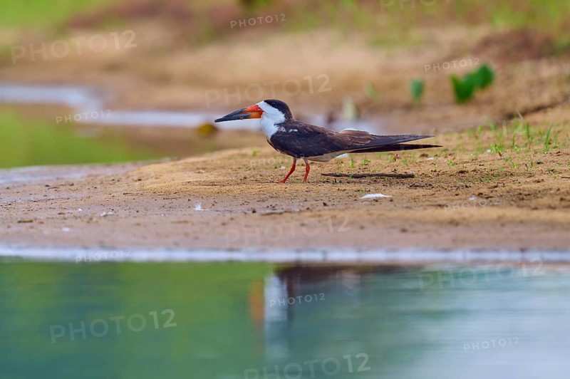 A bird rests on the bank of a body of water, surrounded by calming nature, Black-mantled Skimmer (Rynchops niger), Rio Negro, Pantanal, UNESCO Biosphere Reserve, Mato Grosso, Brazil