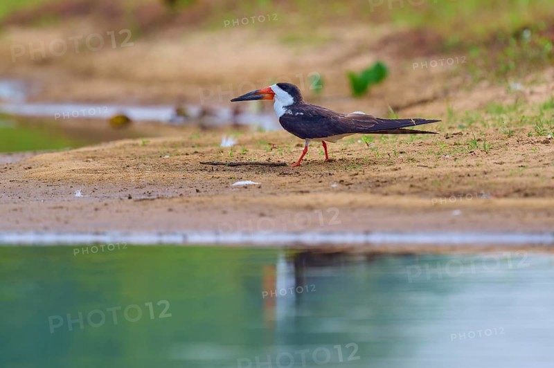 A bird stands on the bank of a body of water, with a calm atmosphere and natural background, Black-mantled Skimmer (Rynchops niger), Rio Negro, Pantanal, UNESCO Biosphere Reserve, Mato Grosso, Brazil
