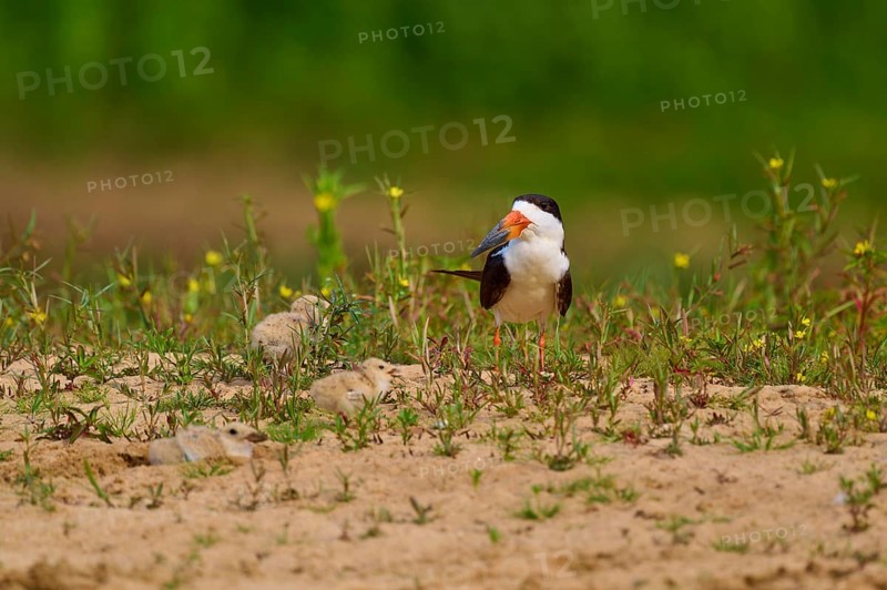 Bird with two chicks on sandy ground with plants, bird standing and looking to the side, Black-mantled Scissorbill (Rynchops niger), Rio Negro, Pantanal, UNESCO Biosphere Reserve, Mato Grosso, Brazil