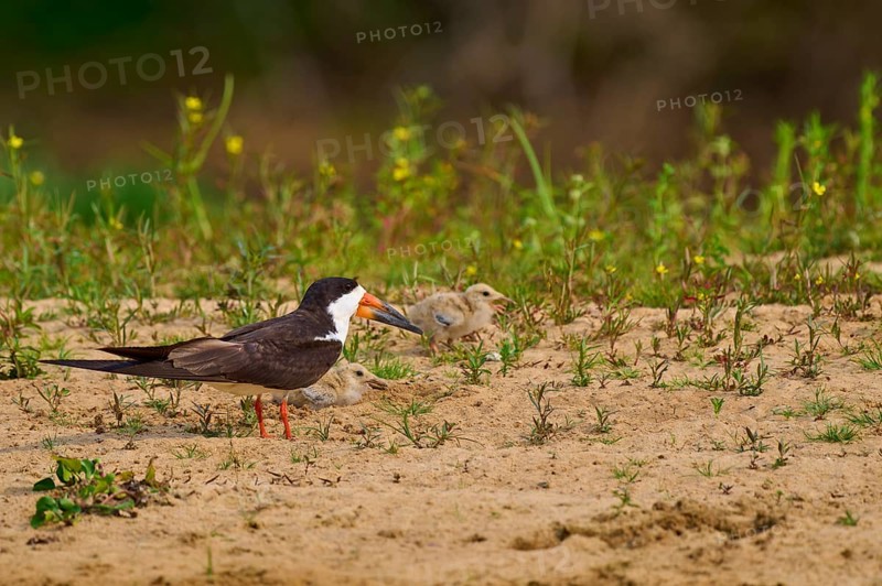 Black bird with two chicks on sandy ground, surrounded by plants, Black-mantled Scissorbill (Rynchops niger), Rio Negro, Pantanal, UNESCO Biosphere Reserve, Mato Grosso, Brazil