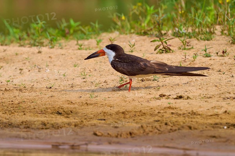 Bird walking along the sandy shore with water and green plants, black-mantled cranesbill (Rynchops niger), Rio Negro, Pantanal, UNESCO Biosphere Reserve, Mato Grosso, Brazil