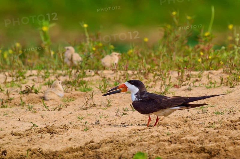 Bird observing chicks on sandy ground, green plants in the background, black-mantled cranesbill (Rynchops niger), Rio Negro, Pantanal, UNESCO Biosphere Reserve, Mato Grosso, Brazil