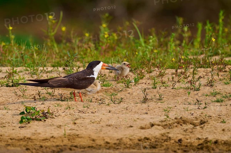 Bird feeding chicks on sandy soil with plants and natural background, Black-mantled Skimmer (Rynchops niger), Rio Negro, Pantanal, UNESCO Biosphere Reserve, Mato Grosso, Brazil