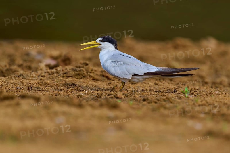 Lateral view of a tern on sandy ground with open beak, large-billed tern (Phaetusa simplex), Rio Negro, Pantanal, UNESCO Biosphere Reserve, Mato Grosso, Brazil