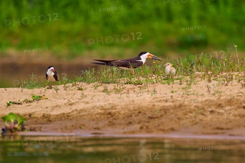 Birds with chicks on a sandy bank with plants in the background, a tranquil river landscape, Black-mantled Skimmer (Rynchops niger), Rio Negro, Pantanal, UNESCO Biosphere Reserve, Mato Grosso, Brazil