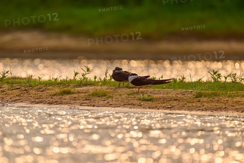 Pair of birds on the shore, glittering water reflections and green background vegetation, black-mantled cranesbill (Rynchops niger), Rio Negro, Pantanal, UNESCO Biosphere Reserve, Mato Grosso, Brazil