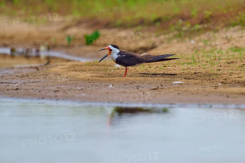 A bird with an open beak on a sandy bank in a natural environment, Black-mantled Scissorbill (Rynchops niger), Rio Negro, Pantanal, UNESCO Biosphere Reserve, Mato Grosso, Brazil