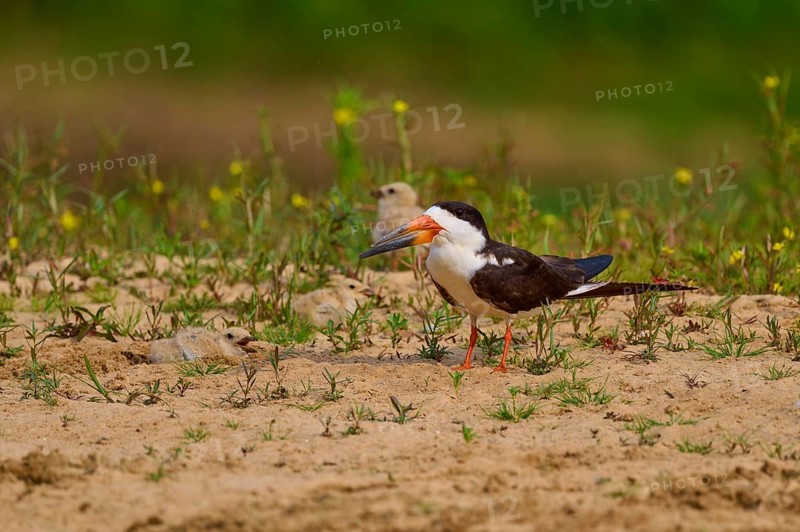 Bird with orange beak on sandy ground, chick in the background, Black-mantled Scissorbill (Rynchops niger), Rio Negro, Pantanal, UNESCO Biosphere Reserve, Mato Grosso, Brazil