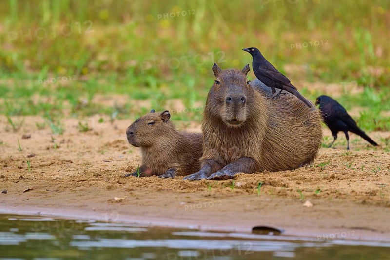 Two capybaras on the bank with a bird on their backs, relaxed atmosphere, capybara, capybara (Hydrochoerus hydrochaeris), giant cowbird (Molothrus oryzivorus), Rio Negro, Pantanal, UNESCO Biosphere Reserve, Mato Grosso, Brazil
