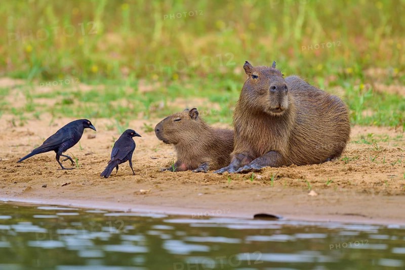 Capybara family with two birds on the riverbank, peaceful scene in nature, Capybara, capybara (Hydrochoerus hydrochaeris), giant cowbird (Molothrus oryzivorus), Rio Negro, Pantanal, UNESCO Biosphere Reserve, Mato Grosso, Brazil