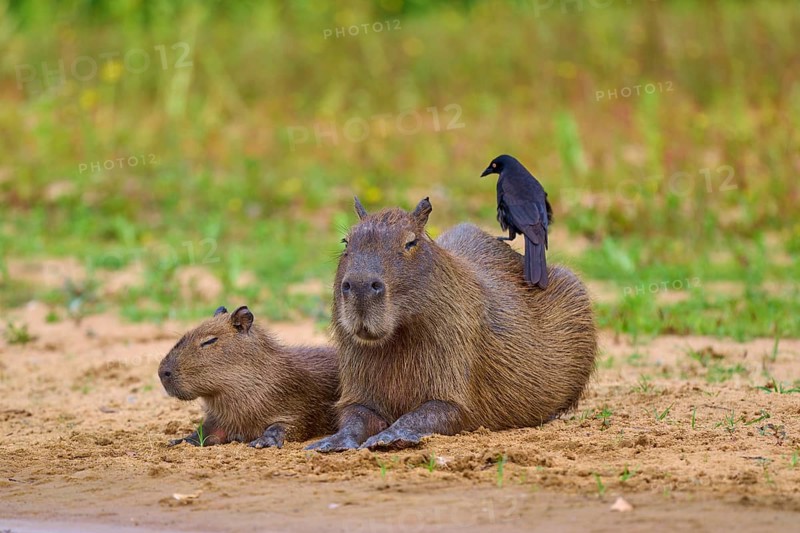 Two capybaras with a bird on one back on the riverbank in a quiet environment, Capybara, capybara (Hydrochoerus hydrochaeris), giant cowbird (Molothrus oryzivorus), Rio Negro, Pantanal, UNESCO Biosphere Reserve, Mato Grosso, Brazil