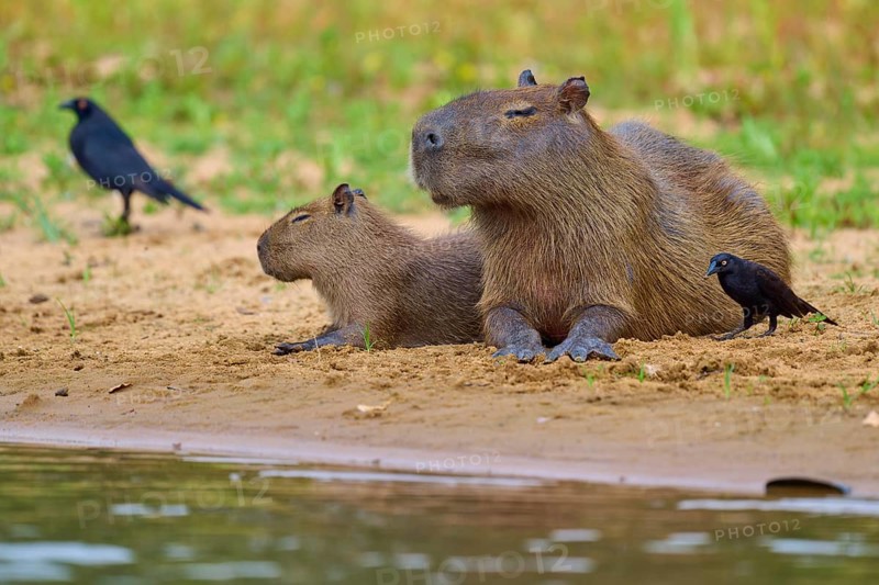 Two capybaras and birds on the riverbank in a relaxed natural environment, capybara, capybara (Hydrochoerus hydrochaeris), giant cowbird (Molothrus oryzivorus), Rio Negro, Pantanal, UNESCO Biosphere Reserve, Mato Grosso, Brazil