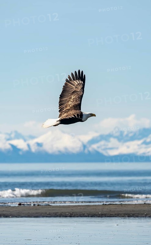 Bald eagle (Haliaeetus leucocephalus) in flight, Anchor Point at Cook Inlet, white mountain peaks of the Aleutian chain in the background, Anchor River State Recreation Area, Alaska, USA
