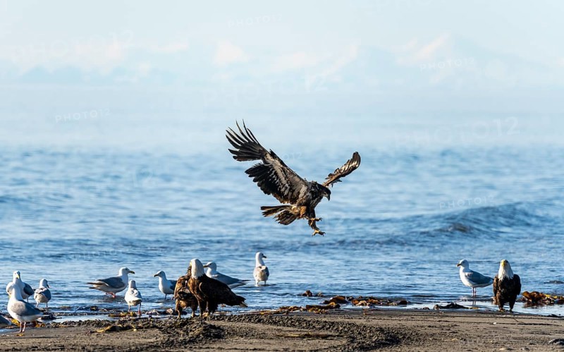 Bald eagle (Haliaeetus leucocephalus) landing on the beach next to gulls and eagles, Anchor Point at Cook Inlet, white mountain peaks of the Aleutian chain in the background, Anchor River State Recreation Area, Alaska, USA